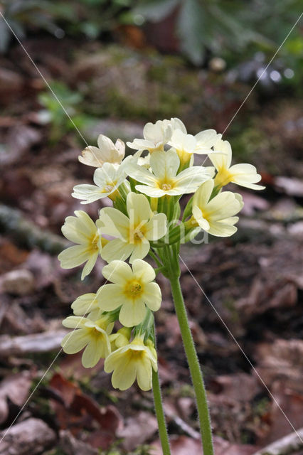 Oxlip (Primula elatior)