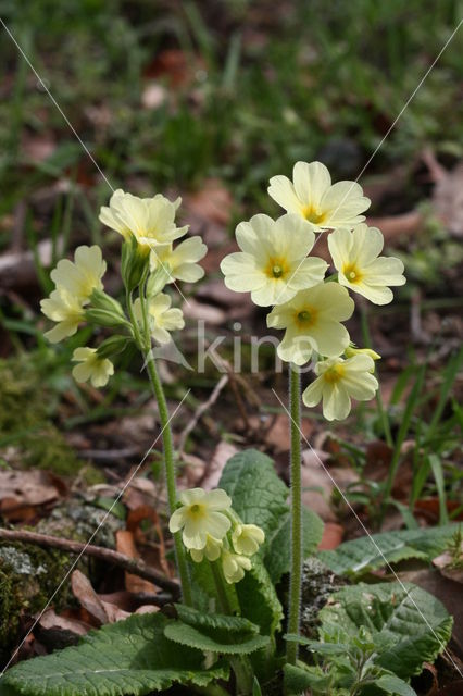 Slanke sleutelbloem (Primula elatior)