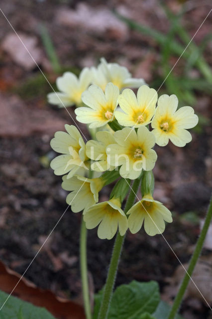 Slanke sleutelbloem (Primula elatior)