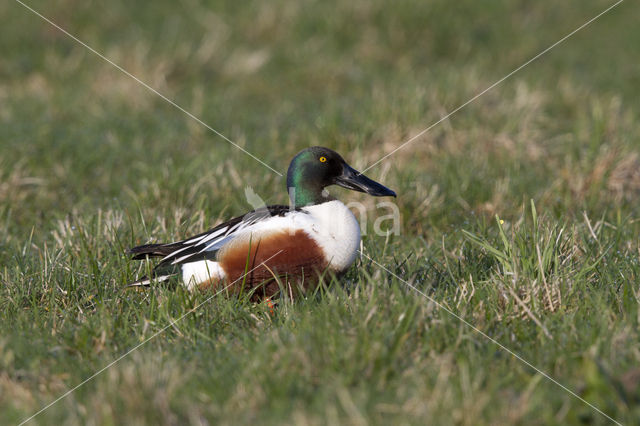 Slobeend (Anas clypeata)