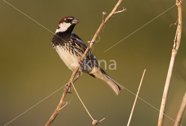 Spaanse Mus (Passer hispaniolensis)