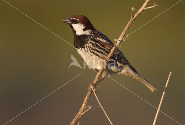 Spaanse Mus (Passer hispaniolensis)