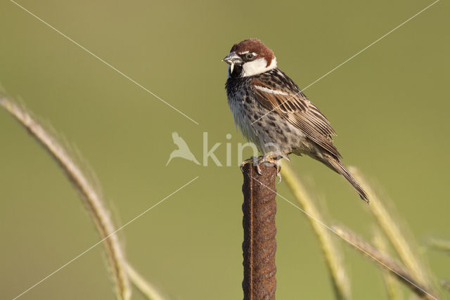 Spaanse Mus (Passer hispaniolensis)