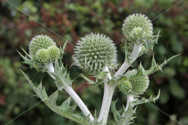 Spear Thistle (Cirsium vulgare)