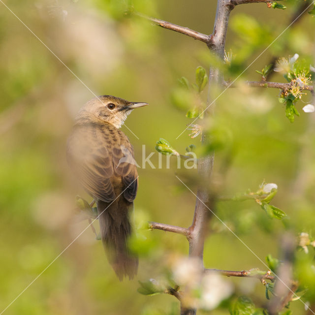 Grasshopper Warbler (Locustella naevia)