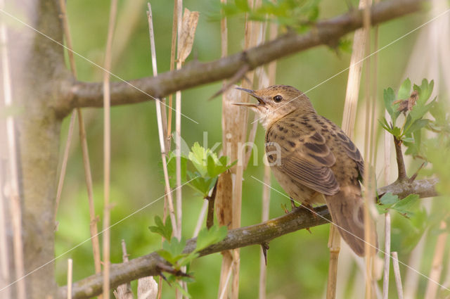 Grasshopper Warbler (Locustella naevia)