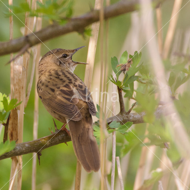 Grasshopper Warbler (Locustella naevia)