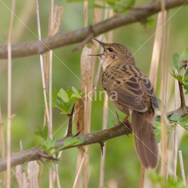 Grasshopper Warbler (Locustella naevia)