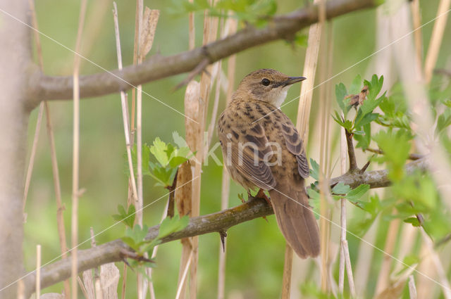 Grasshopper Warbler (Locustella naevia)