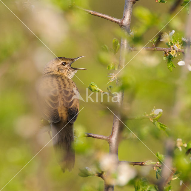 Grasshopper Warbler (Locustella naevia)