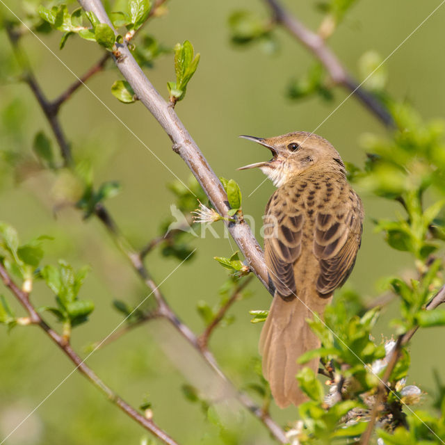 Grasshopper Warbler (Locustella naevia)