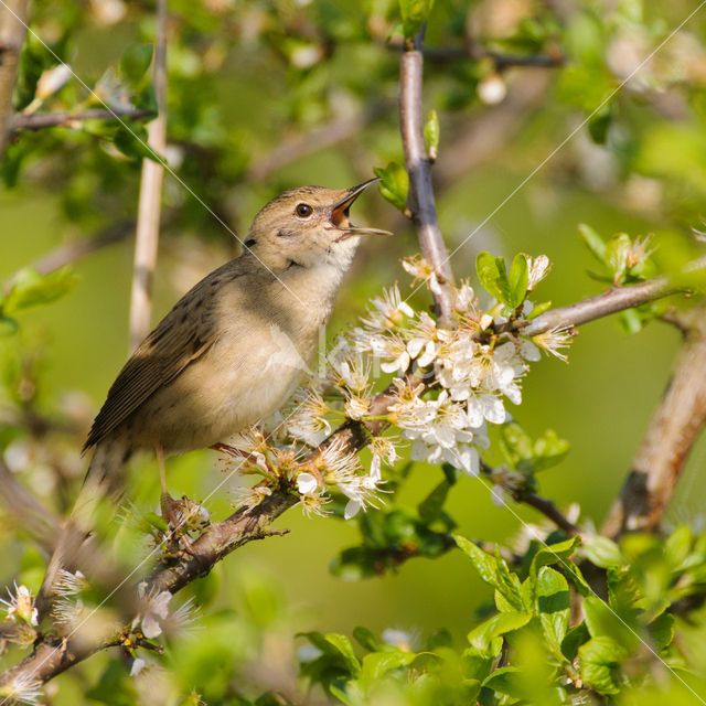 Grasshopper Warbler (Locustella naevia)