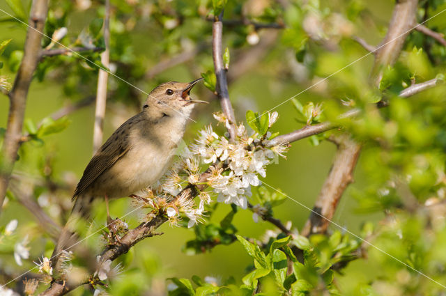 Grasshopper Warbler (Locustella naevia)