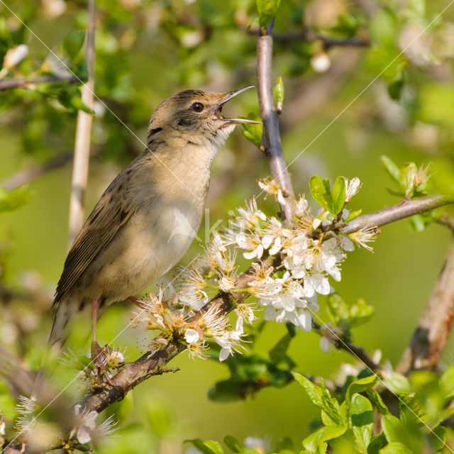 Sprinkhaanzanger (Locustella naevia)