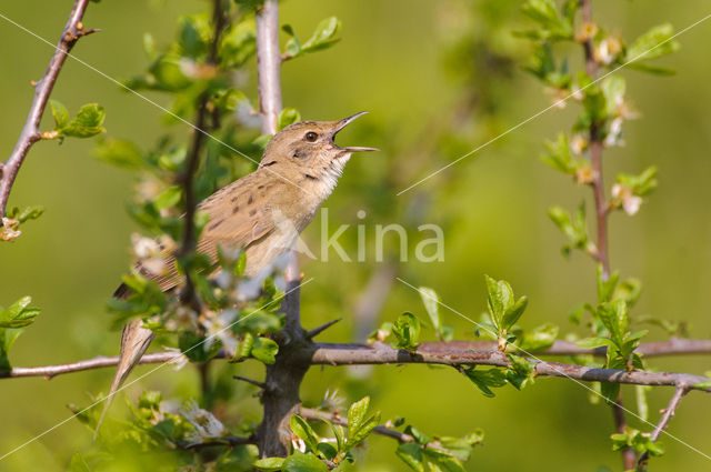 Grasshopper Warbler (Locustella naevia)