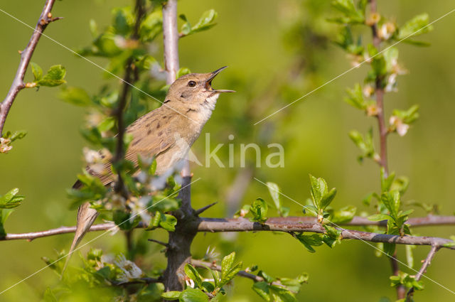 Grasshopper Warbler (Locustella naevia)