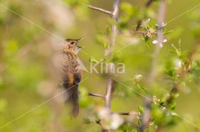 Grasshopper Warbler (Locustella naevia)