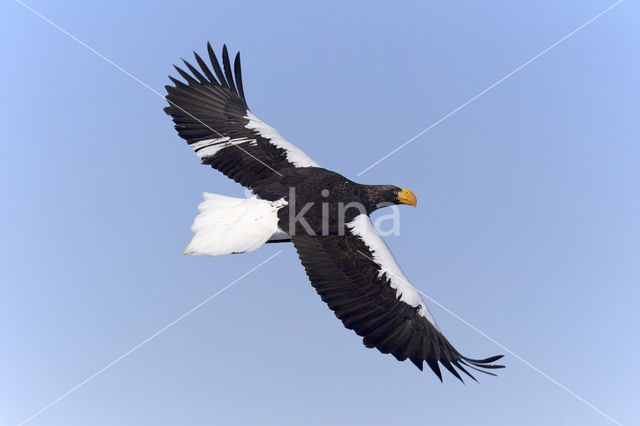 Steller's sea eagle (Haliaeetus pelagicus)