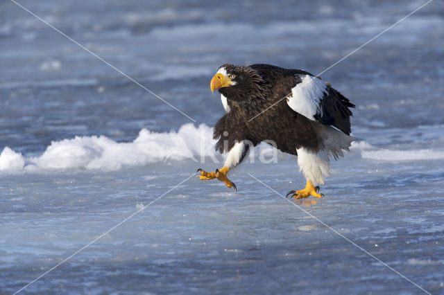 Steller's sea eagle (Haliaeetus pelagicus)