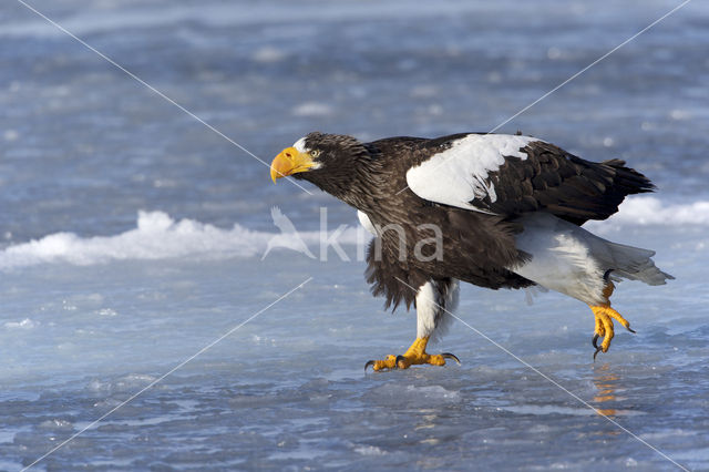 Steller's sea eagle (Haliaeetus pelagicus)