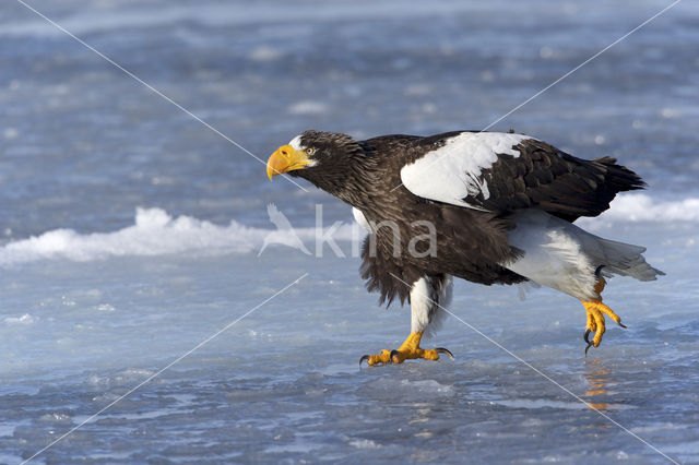 Stellers Zeearend (Haliaeetus pelagicus)