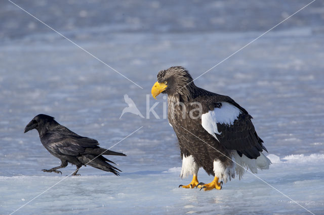 Steller's sea eagle (Haliaeetus pelagicus)