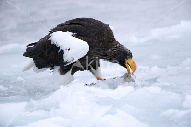 Steller's sea eagle (Haliaeetus pelagicus)