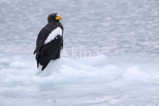 Steller's sea eagle (Haliaeetus pelagicus)