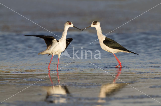 Steltkluut (Himantopus himantopus)