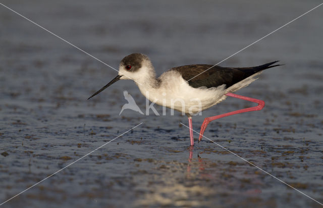 Steltkluut (Himantopus himantopus)