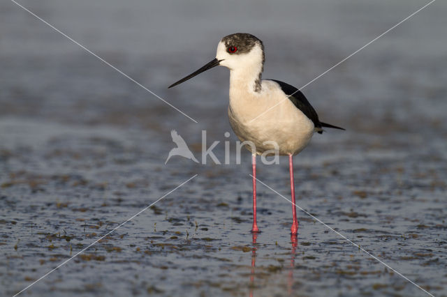 Steltkluut (Himantopus himantopus)