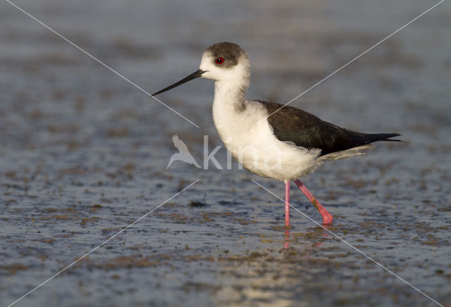 Steltkluut (Himantopus himantopus)