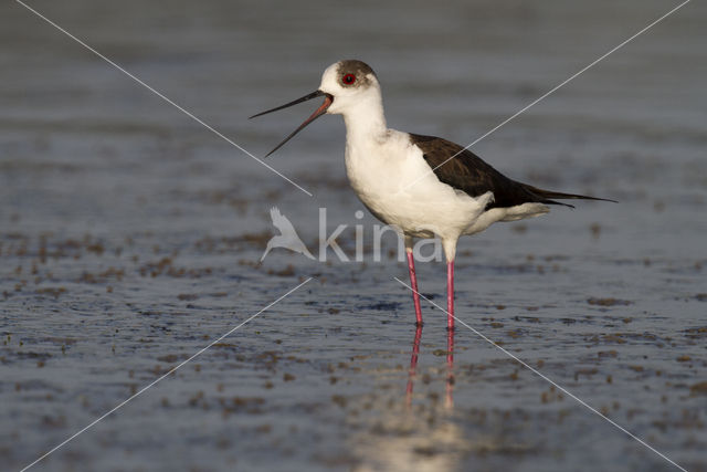 Steltkluut (Himantopus himantopus)