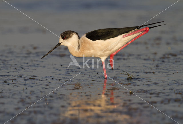 Steltkluut (Himantopus himantopus)