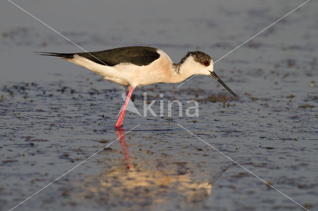 Black-winged Stilt (Himantopus himantopus)