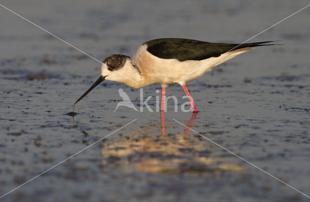 Black-winged Stilt (Himantopus himantopus)