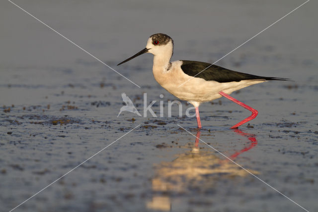 Steltkluut (Himantopus himantopus)