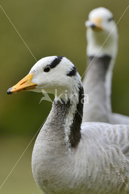 Bar-headed Goose (Anser indicus)