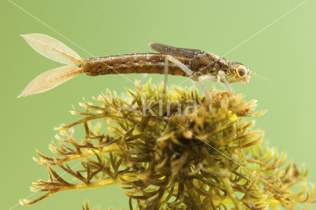 Scarce Blue-tailed Damselfly (Ischnura pumilio)