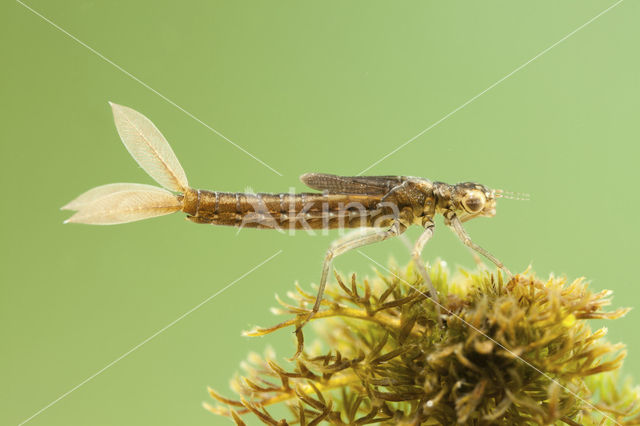 Scarce Blue-tailed Damselfly (Ischnura pumilio)