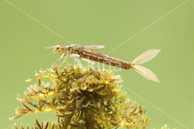 Scarce Blue-tailed Damselfly (Ischnura pumilio)