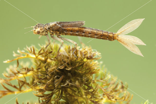 Scarce Blue-tailed Damselfly (Ischnura pumilio)