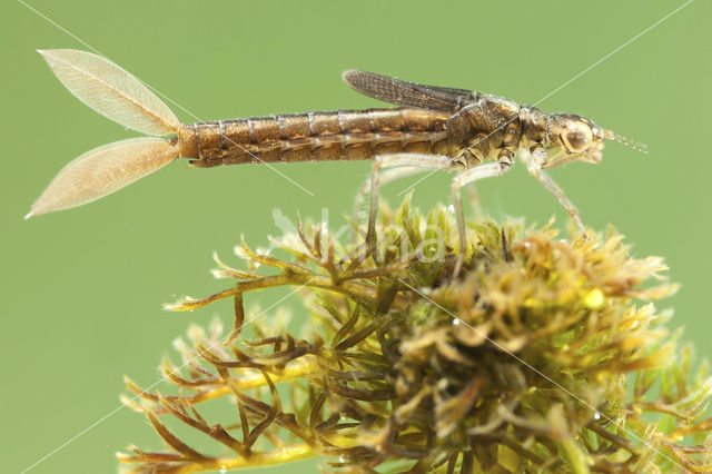 Scarce Blue-tailed Damselfly (Ischnura pumilio)