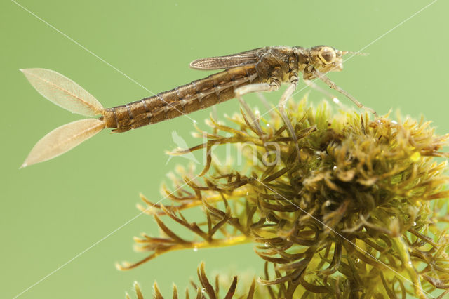 Scarce Blue-tailed Damselfly (Ischnura pumilio)