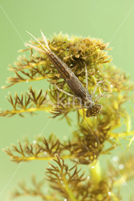 Scarce Blue-tailed Damselfly (Ischnura pumilio)