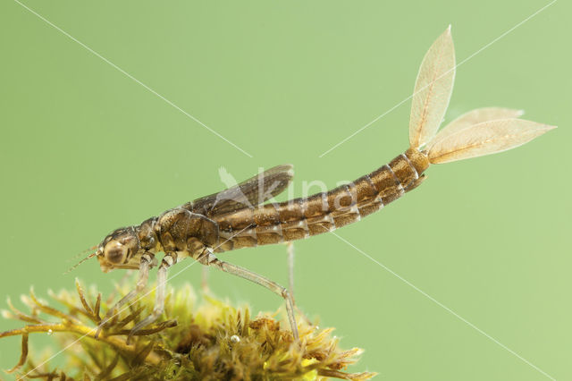 Scarce Blue-tailed Damselfly (Ischnura pumilio)