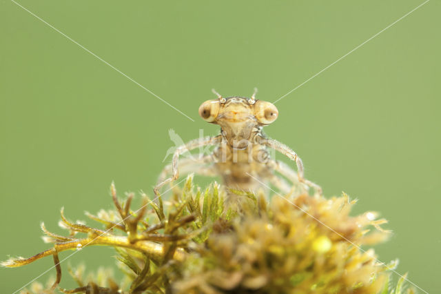 Scarce Blue-tailed Damselfly (Ischnura pumilio)