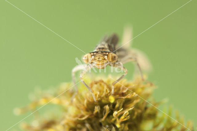 Scarce Blue-tailed Damselfly (Ischnura pumilio)