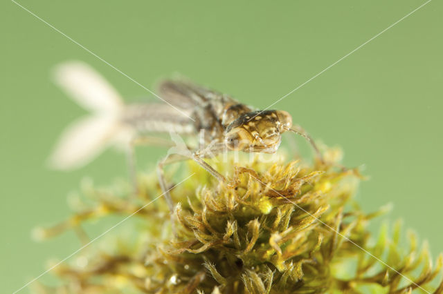 Scarce Blue-tailed Damselfly (Ischnura pumilio)