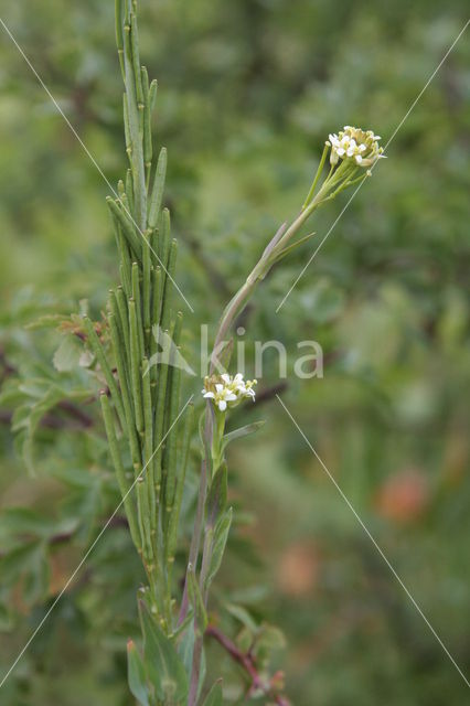 Garden Arabis (Arabis glabra)